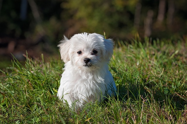 cani di piccola taglia